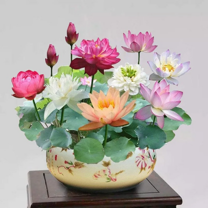 🌸🌸【7 days germination】💐The Sacred Bonsai Bowl Lotus Flower