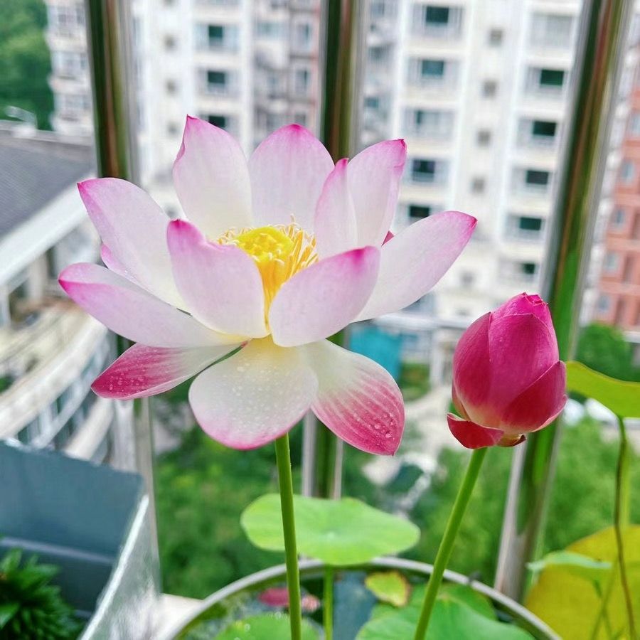 🌸🌸【7 days germination】💐The Sacred Bonsai Bowl Lotus Flower