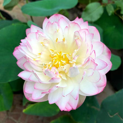 🌸🌸【7 days germination】💐The Sacred Bonsai Bowl Lotus Flower