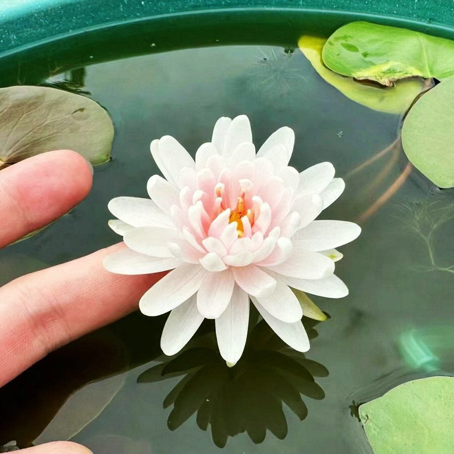 🌸🌸【7 days germination】💐The Sacred Bonsai Bowl Lotus Flower