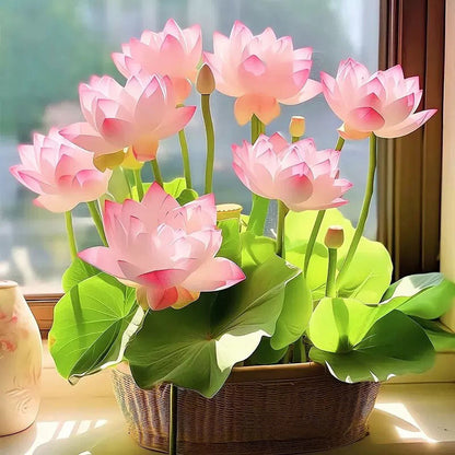 🌸🌸【7 days germination】💐The Sacred Bonsai Bowl Lotus Flower