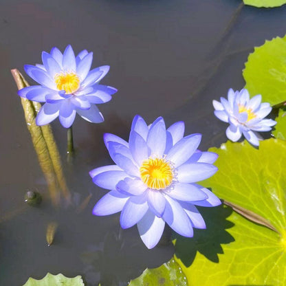 🌸🌸【7 days germination】💐The Sacred Bonsai Bowl Lotus Flower