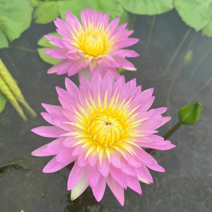 🌸🌸【7 days germination】💐The Sacred Bonsai Bowl Lotus Flower