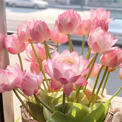 🌸🌸【7 days germination】💐The Sacred Bonsai Bowl Lotus Flower