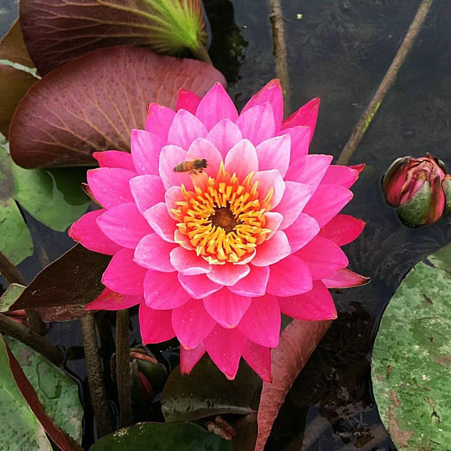 🌸🌸【7 days germination】💐The Sacred Bonsai Bowl Lotus Flower