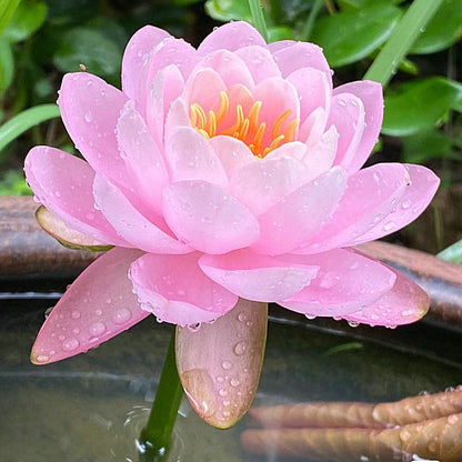 🌸🌸【7 days germination】💐The Sacred Bonsai Bowl Lotus Flower