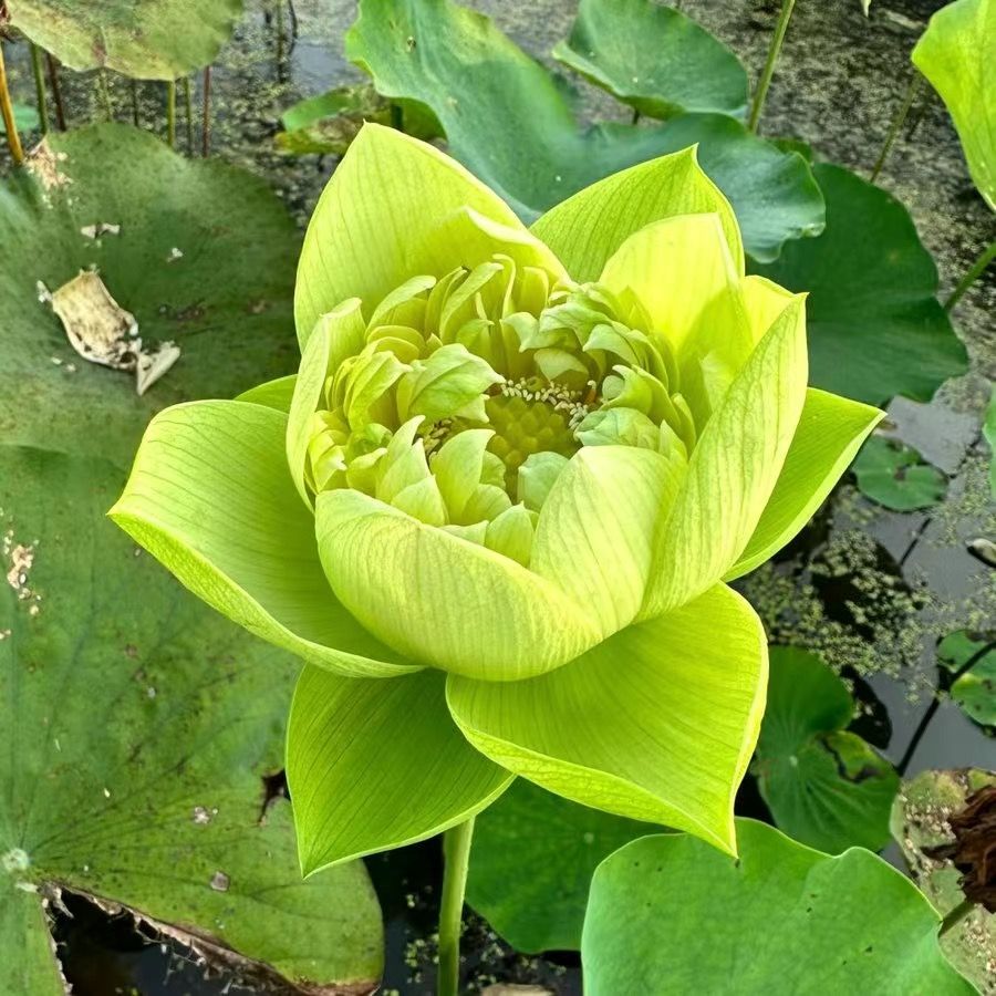 🌸🌸【7 days germination】💐The Sacred Bonsai Bowl Lotus Flower