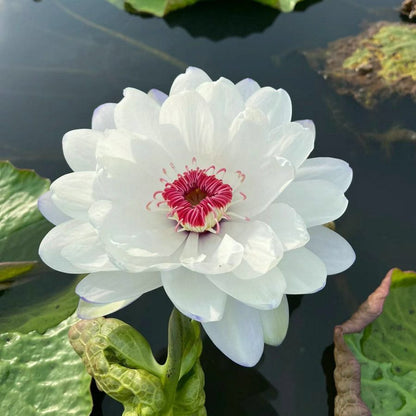 🌸🌸【7 days germination】💐The Sacred Bonsai Bowl Lotus Flower